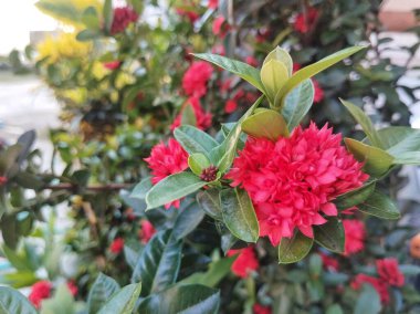 Kırmızı orman sardunya çiçeği (Ixora chinensis) açık hava bahçesinde