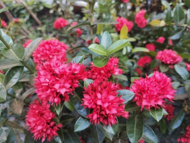Kırmızı orman sardunya çiçeği (Ixora chinensis) açık hava bahçesinde