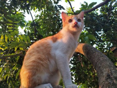 Turuncu kedi duvarda oturuyor, alçak açılı. 