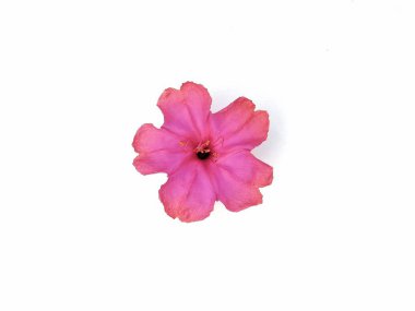 Dört O 'Clock çiçeği (Mirabilis jalapa) beyaz arkaplanda izole edilmiş, yaratıcı tasarım için botanik fotoğrafçılık 