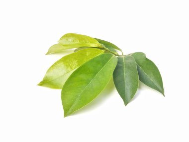 Beyaz arkaplanda izole edilmiş taze kaynak yaprakları
