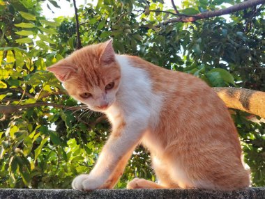 Turuncu kedi arka planda yapraklarla duvarda oturuyor.