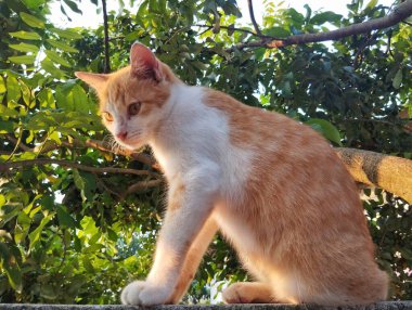 Turuncu kedi arka planda yapraklarla duvarda oturuyor.