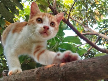 Ağaç dalında yapraklarla yürüyen turuncu kedi
