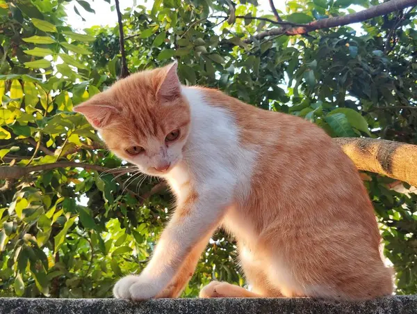 Turuncu kedi arka planda yapraklarla duvarda oturuyor.