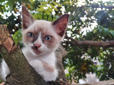 Kahverengi kedi yavrusu, arka planda yaprakları olan ağaç dalına oturur. 