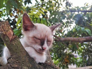 Kahverengi kedi yavrusu, arka planda yaprakları olan ağaç dalına oturur. 