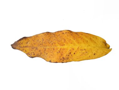 Beyaz arkaplanda kuru kahverengi yaprak, yaratıcı tasarım için botanik fotoğrafçılık