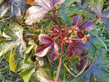 Açık bahçedeki Jatropha Gossypiifolia bitkisi, Herb İlaç Fabrikası 