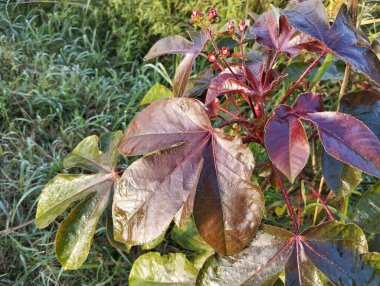 Açık bahçedeki Jatropha Gossypiifolia bitkisi, Herb İlaç Fabrikası 