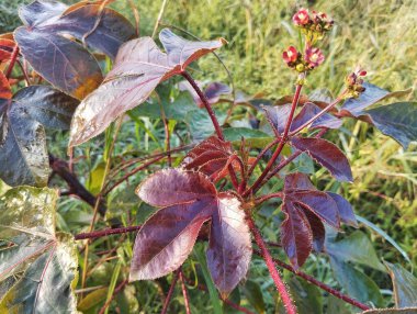 Açık bahçedeki Jatropha Gossypiifolia bitkisi, Herb İlaç Fabrikası 