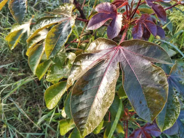 Açık bahçedeki Jatropha Gossypiifolia bitkisi, Herb İlaç Fabrikası 