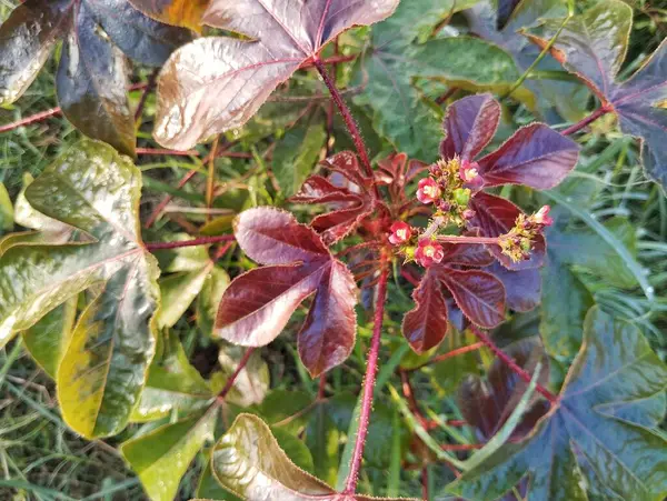 Açık bahçedeki Jatropha Gossypiifolia bitkisi, Herb İlaç Fabrikası 