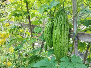 Bahçede asılı taze yeşil kavun. Sığ alan derinliği, yakın görüntü