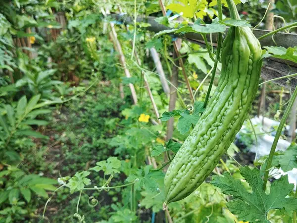 Bahçede asılı taze yeşil kavun. Sığ alan derinliği, yakın görüntü