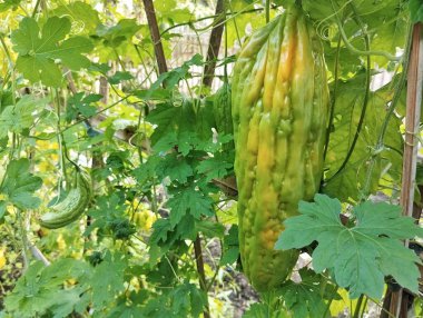 Bahçede asılı taze yeşil kavun. Sığ alan derinliği, yakın görüntü