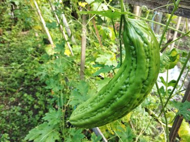Bahçede asılı taze yeşil kavun. Sığ alan derinliği, yakın görüntü