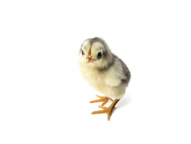 Beyaz arka planda izole edilmiş sevimli gri piliç. 