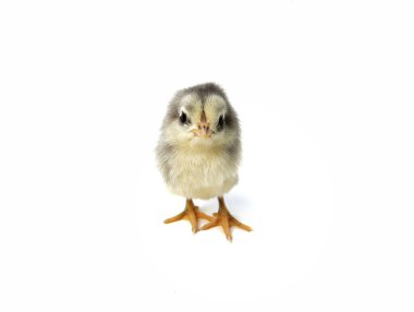 Beyaz arka planda izole edilmiş sevimli gri piliç. 