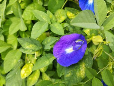 Kelebek bezelye çiçeği (klitoria ternatea) açık hava bahçesinde, görüntüyü kapat 
