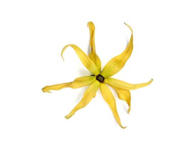 Beyaz arkaplan üzerinde ylang ylang çiçeği (Cananga odorata) izole