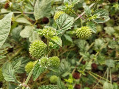Yosun bitkisi (Hyptis capitata) açık bahçede 
