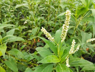 Nehir kıyısındaki Smartweed bitkisi (Persicaria hydropiper)