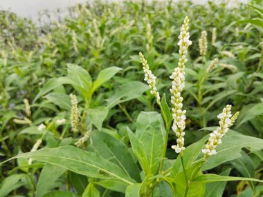 Nehir kıyısındaki Smartweed bitkisi (Persicaria hydropiper)