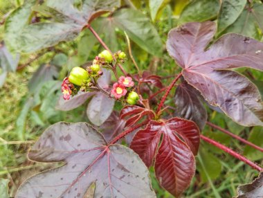 Açık bahçedeki Jatropha Gossypiifolia bitkisi, Herb İlaç Fabrikası