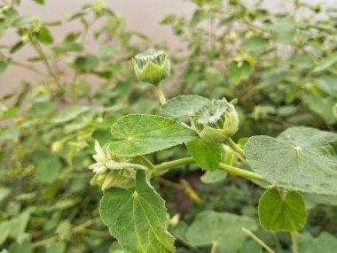 Nehir kıyısındaki (Abutilon indicum) yaban ördeği çiçeği, görüntüyü kapat