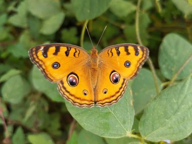 Açık bahçede yaprak üzerinde yaygın Buckeye Kelebeği (Junonia coenia)