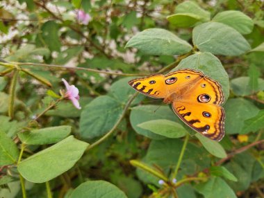 Açık bahçede yaprak üzerinde yaygın Buckeye Kelebeği (Junonia coenia)