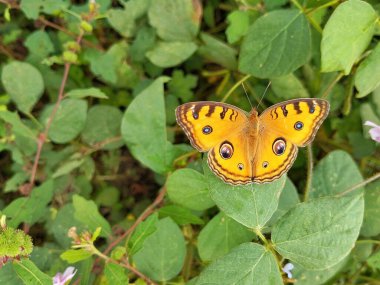 Açık bahçede yaprak üzerinde yaygın Buckeye Kelebeği (Junonia coenia)