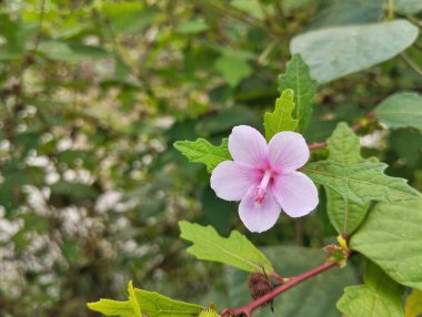 Açık bahçede Caesarweed çiçeği (Urena lobata) 