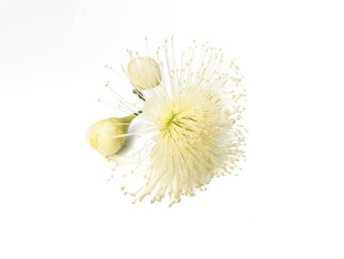 Beyaz arkaplanda su gülü elma çiçeği (Syzygium aqueum) izole edilmiş 