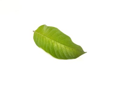 Beyaz arkaplanda guava yaprağı izole 