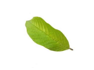 Beyaz arkaplanda guava yaprağı izole 