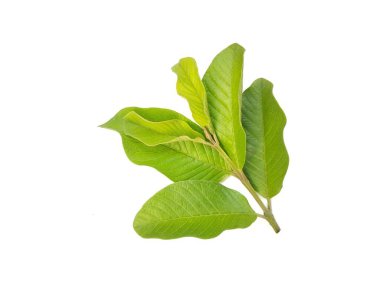 Guava beyaz arkaplanda izole bırakılır 