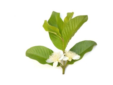 Guava yaprakları ve çiçekler beyaz arkaplanda izole edilmiş 