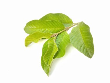 Guava beyaz arkaplanda izole bırakılır 