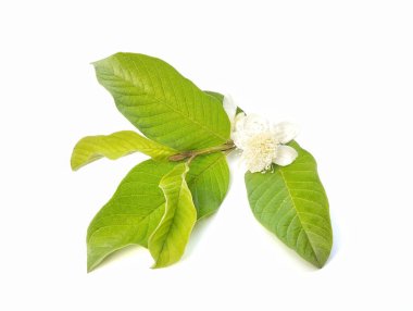 Guava yaprakları ve çiçekler beyaz arkaplanda izole edilmiş 
