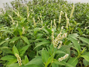 Nehir kıyısındaki Smartweed bitkisi (Persicaria hydropiper)