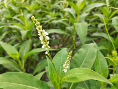 Nehir kıyısındaki Smartweed bitkisi (Persicaria hydropiper)