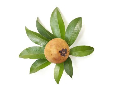 Sapodilla meyvesi ve yaprakları arka planda izole