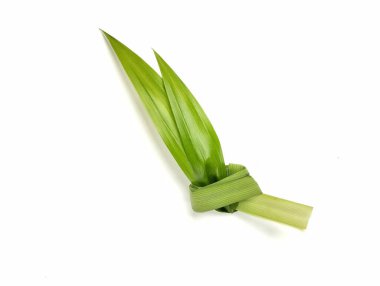 Beyaz arkaplanda taze pandan yaprağı (Pandanus amiaryllifolius) izole edilmiştir.