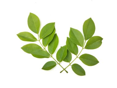 Gliricidia yaprakları (Gliricidia sepium) beyaz arkaplanda izole edilmiş 