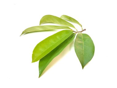 Beyaz arkaplanda izole edilmiş taze kaynak yaprakları