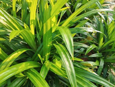 pandan yaprağı ya da screwpine bitkisi (Pandanus amaryllifolius) açık hava bahçesinde, görünümü kapat