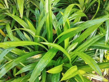 pandan yaprağı ya da screwpine bitkisi (Pandanus amaryllifolius) açık hava bahçesinde, görünümü kapat