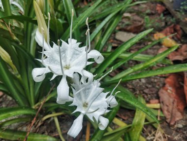 Açık hava bahçesinde güzel beyaz örümcek zambağı (Hymenocallis littoralis)